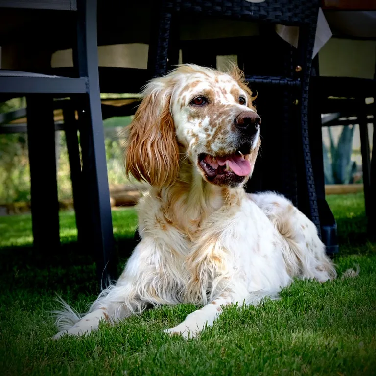 Olly
