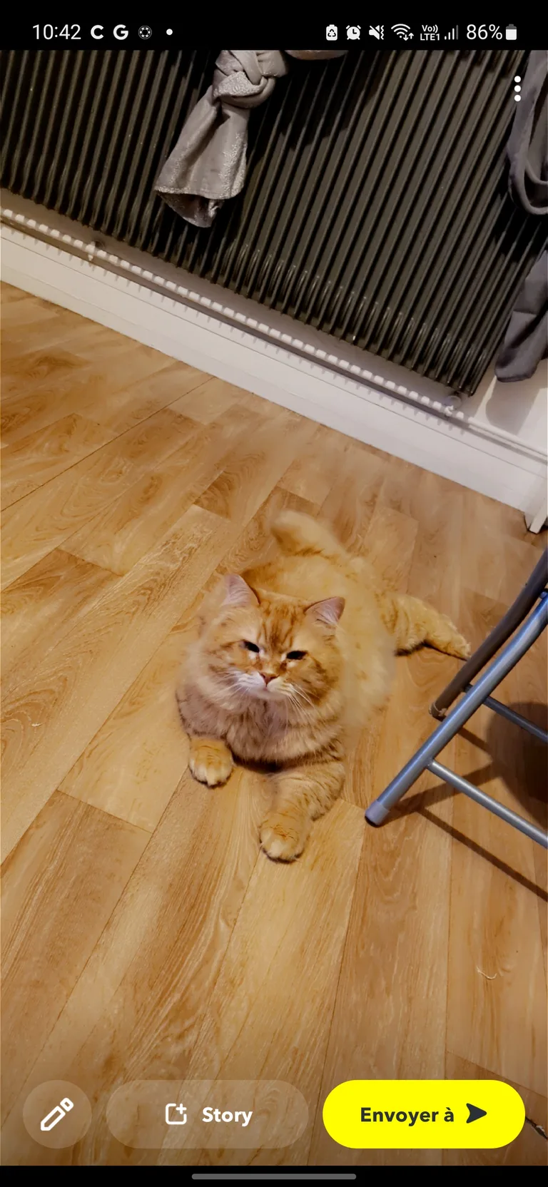 Chaton