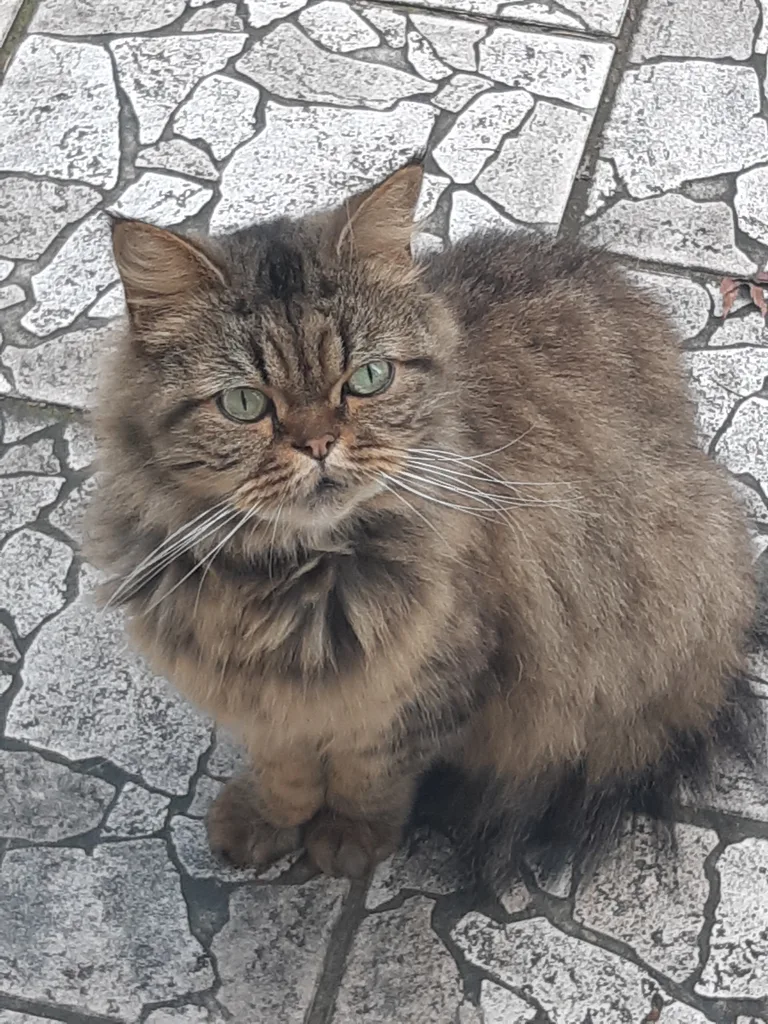 Chat trouvé