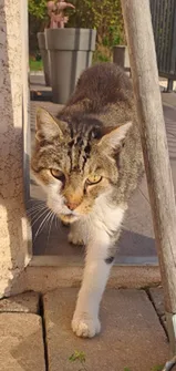 Chat trouvé Chat Tigre