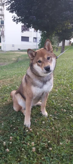 Chien perdu Shiba-Inu