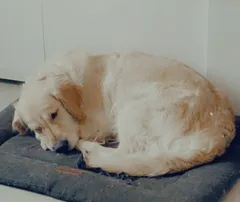 Chien perdu Golden-Retriever
