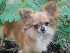 Chien perdu Chihuahua