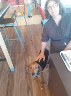 Chien perdu Beagle