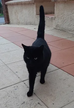 Chat trouvé Européen