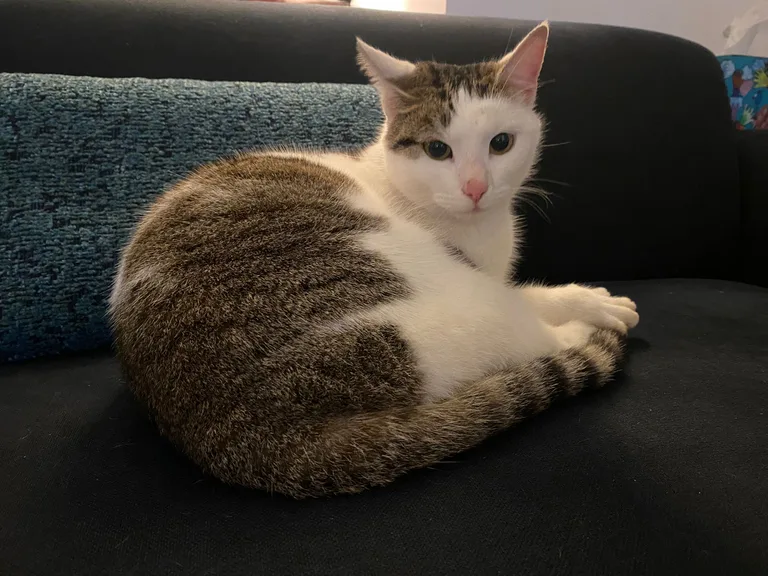 Chat trouvé
