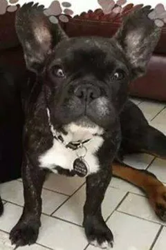 Chien perdu Bouledogue Français