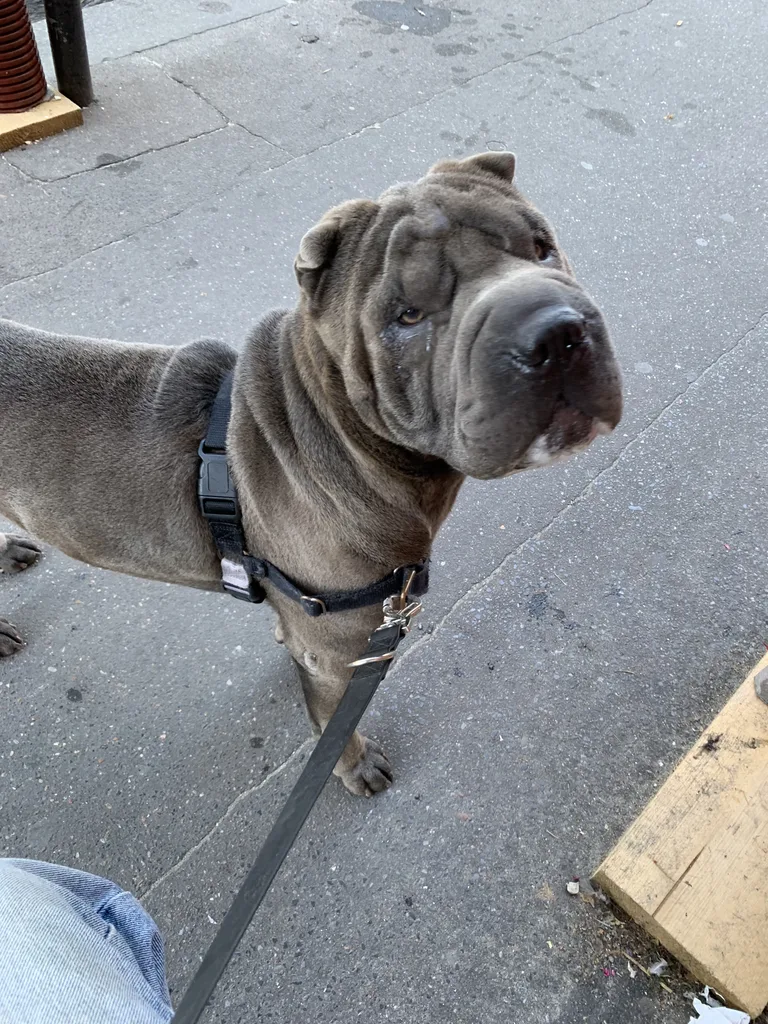 Otto
