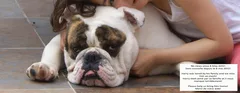 Chien perdu Bouledogue Américain