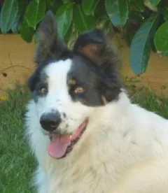 Chien perdu Bearded Collie