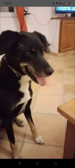 Chien trouvé Beauceron