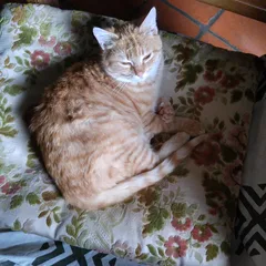 Chat trouvé Européen