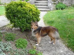 Chien perdu Berger des Shetland