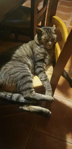 Chat perdu Européen