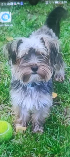 Chien perdu Yorkshire Terrier
