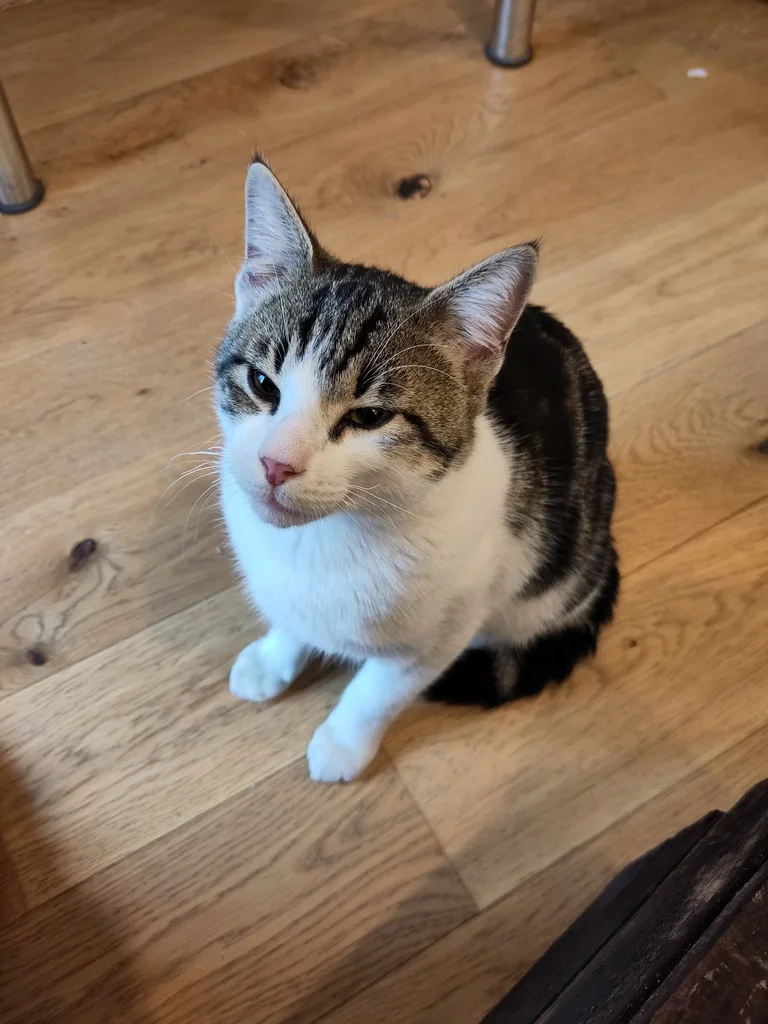 Chat trouvé