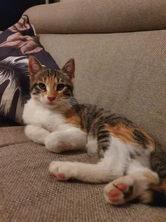 Chat perdu Sans race particulière