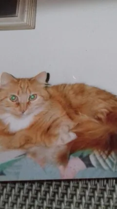 Chat perdu Européen
