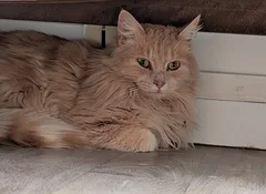 Chat trouvé Maine Coon
