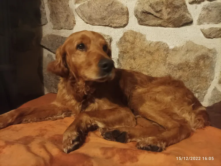 Chien trouvé