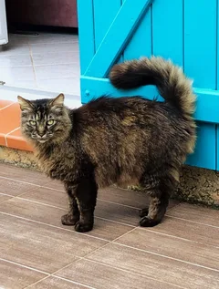 Chat perdu Européen