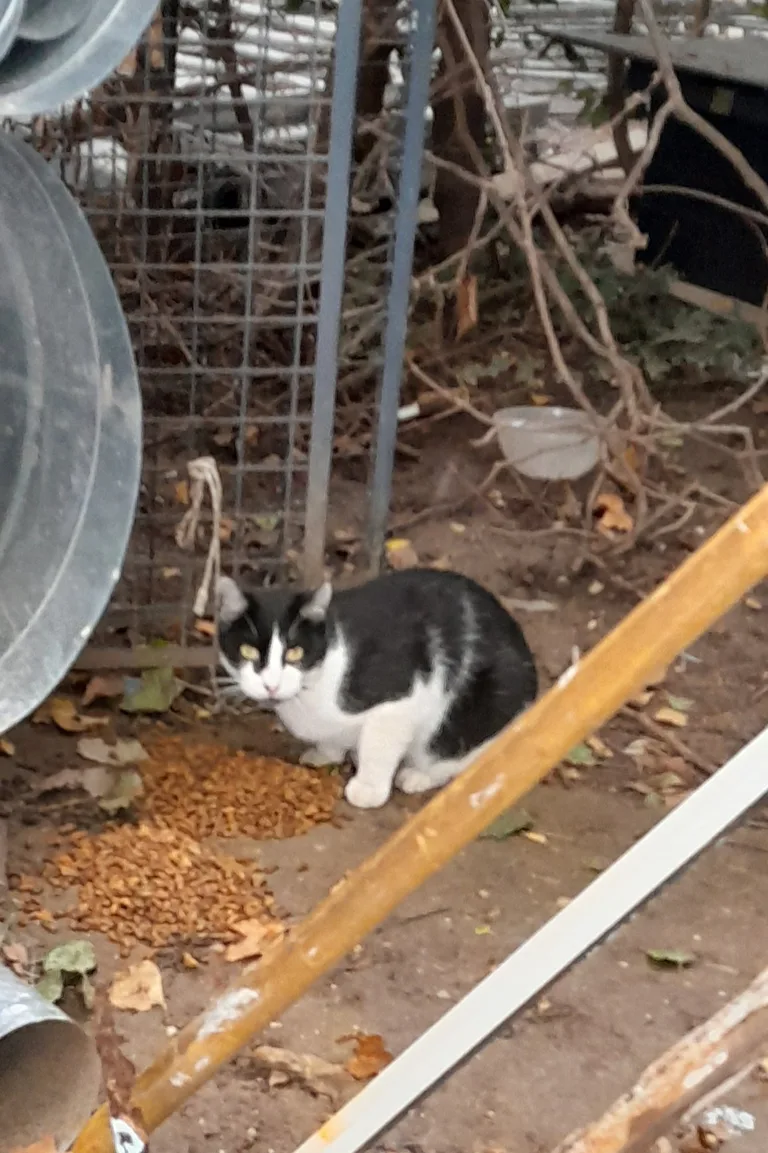 Chat trouvé
