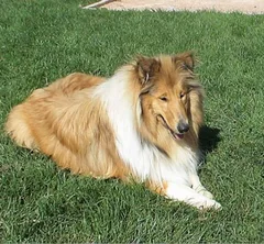 Chien perdu Colley