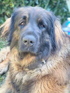Chien perdu Leonberg