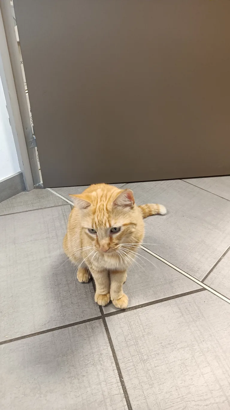 Chat trouvé