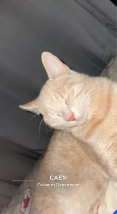 Chat perdu Européen