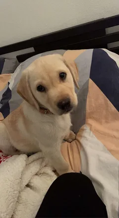 Chien perdu Labrador-Retriever