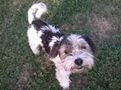 Chien trouvé Fox-Terrier