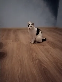 Chat trouvé Européen