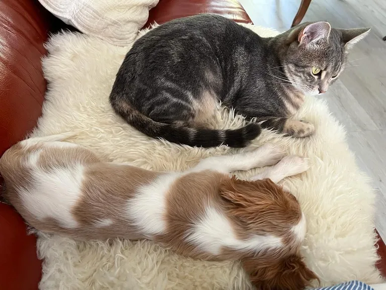 Nala