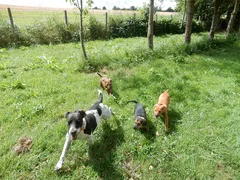 Chien perdu Jagdterrier