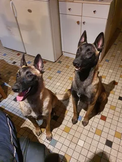Chien perdu Berger Belge Malinois