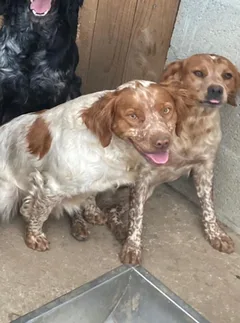 Chien perdu Epagneul Breton