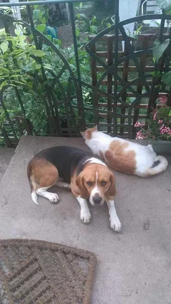 Chien perdu Beagle