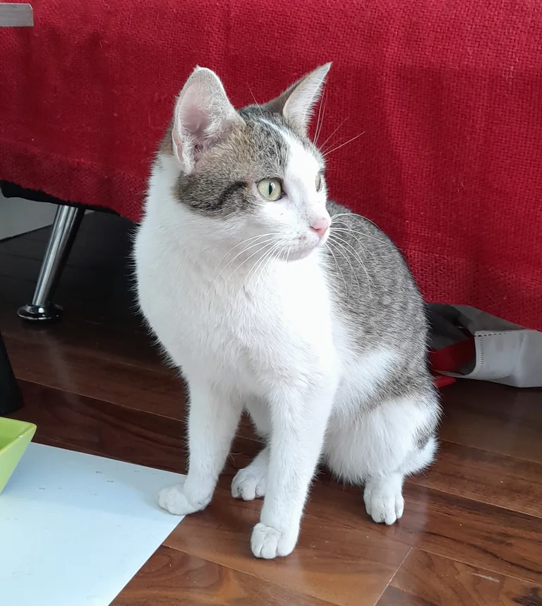 Chat trouvé