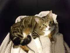Chat trouvé Abyssin