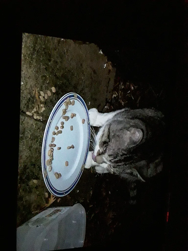 Chat trouvé