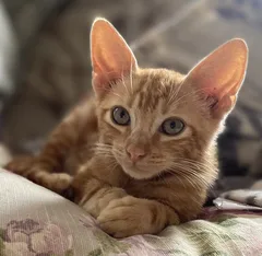 Chat perdu Sans race particulière