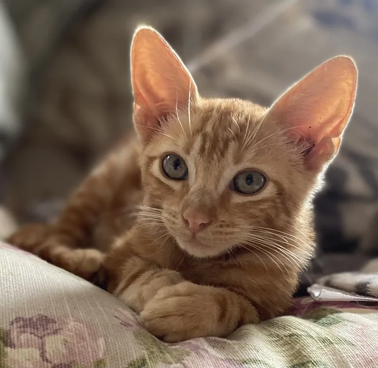 ROSSI