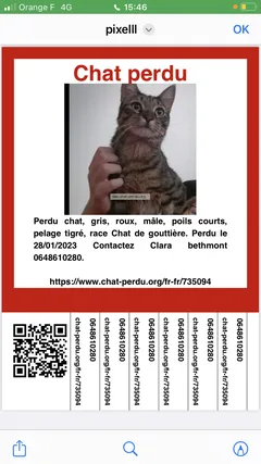 Chat perdu Européen
