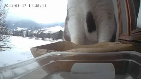 Chat trouvé