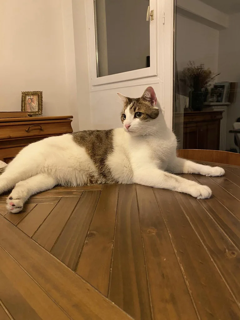 Chat trouvé