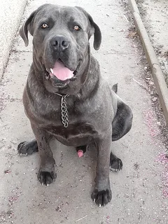 Chien perdu Cane Corso