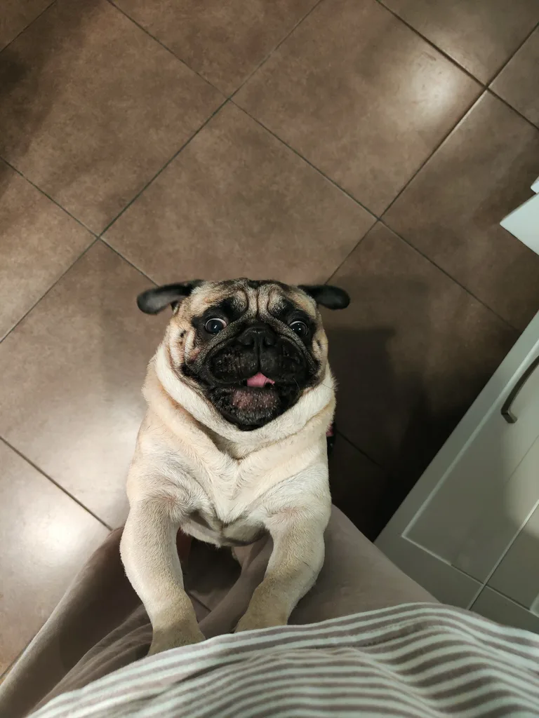 Puppy