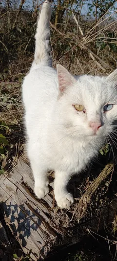 Chat trouvé Européen