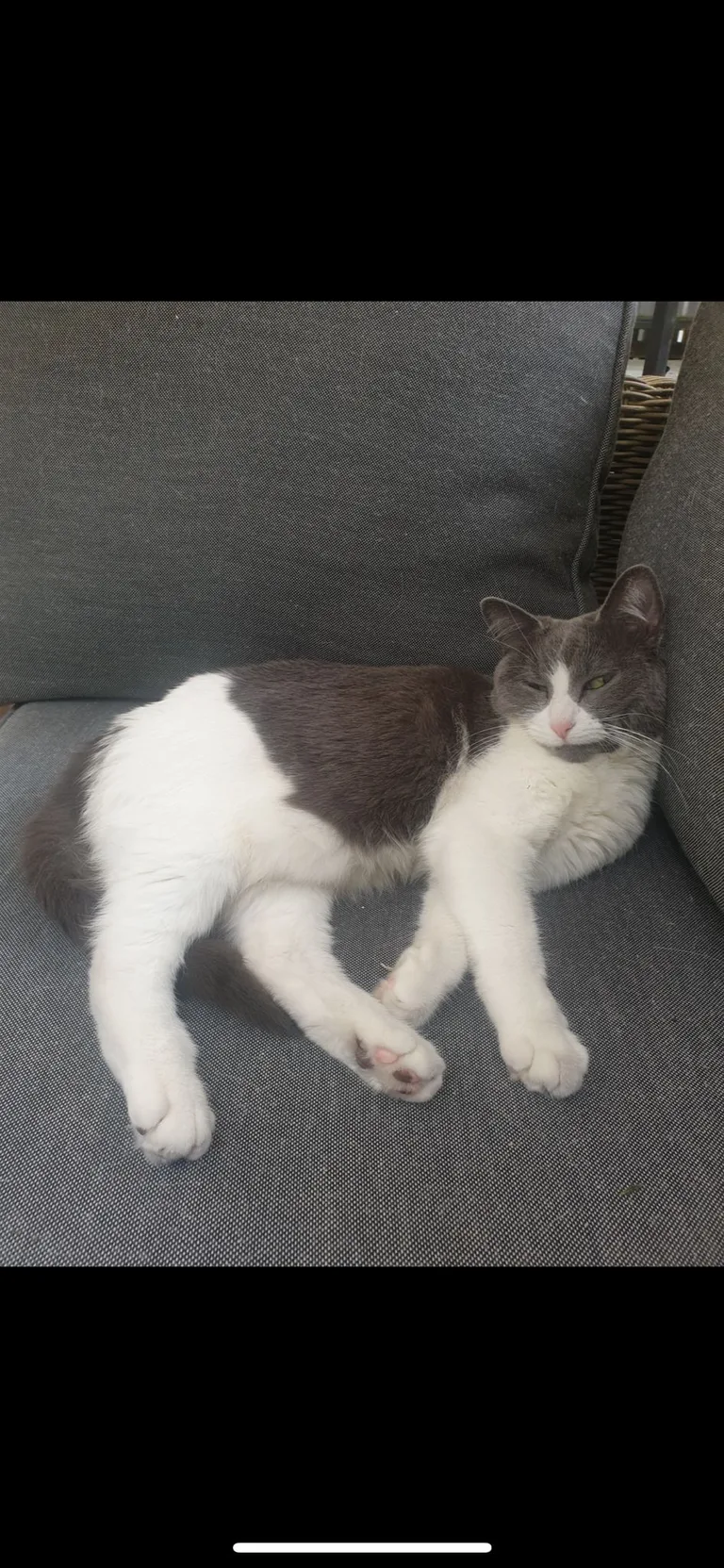 Poupie